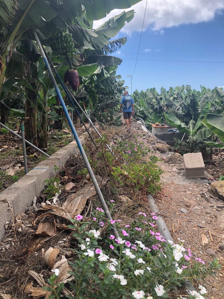 at La Palma you always pass banana plantation, wherever you go