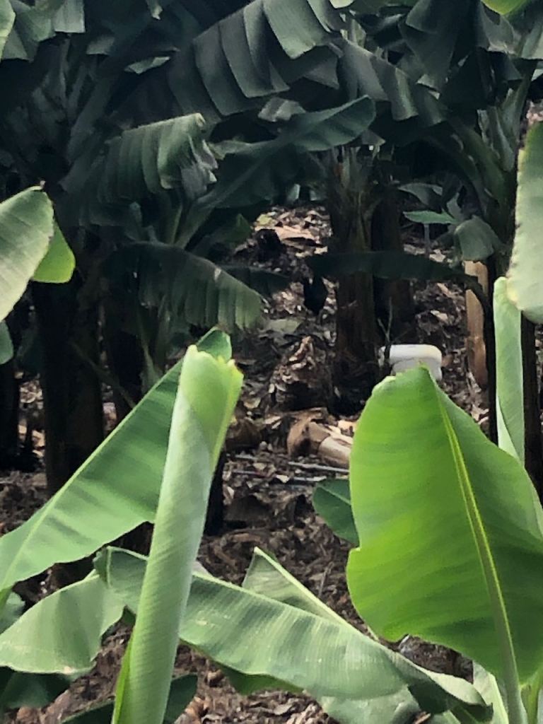 some chicken enjoying their free  life in the plantation 