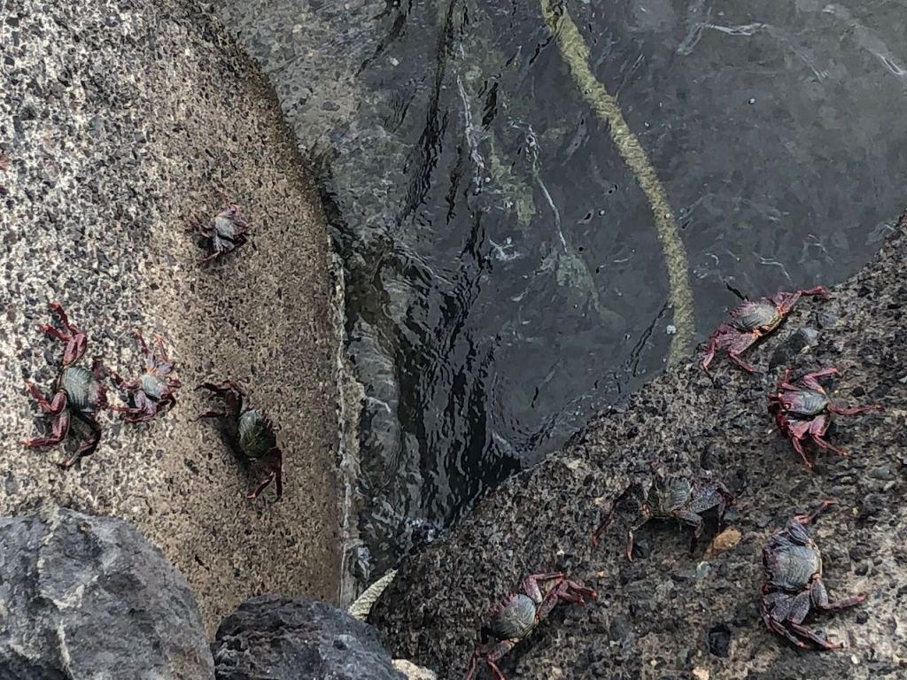 there were so many of those huge crabs in the waters of the marina