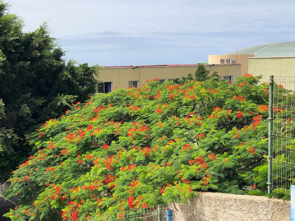 a silk tree tree back in Tazacorte