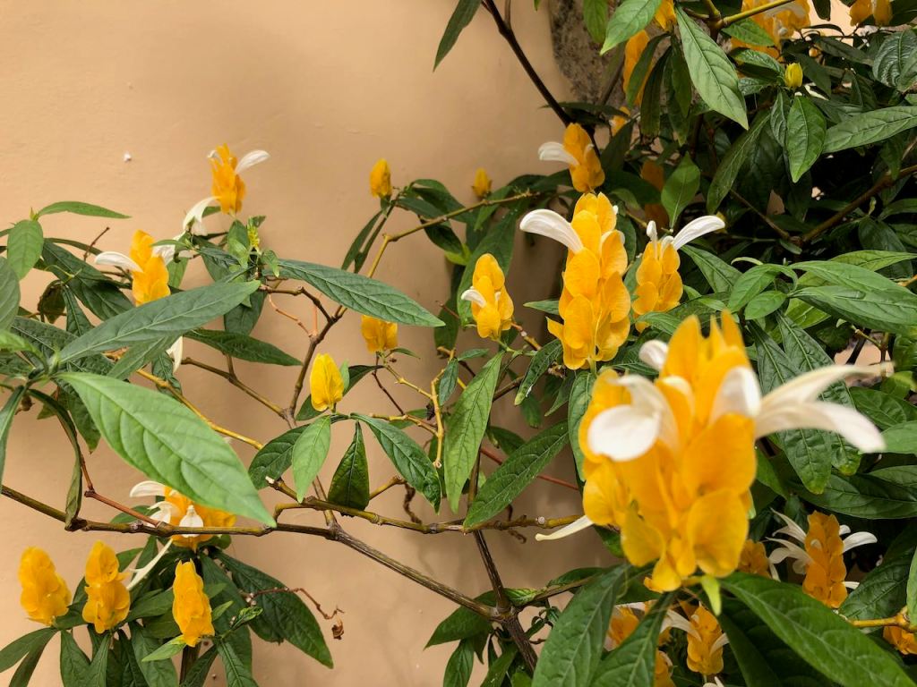 and some nice flowers - no idea what that is