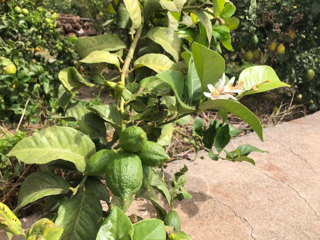 lemon tree very pretty and the lemon flower is sweet, but the fruit of the poor lemon is impossible to eat 🎶🎵lalalalala