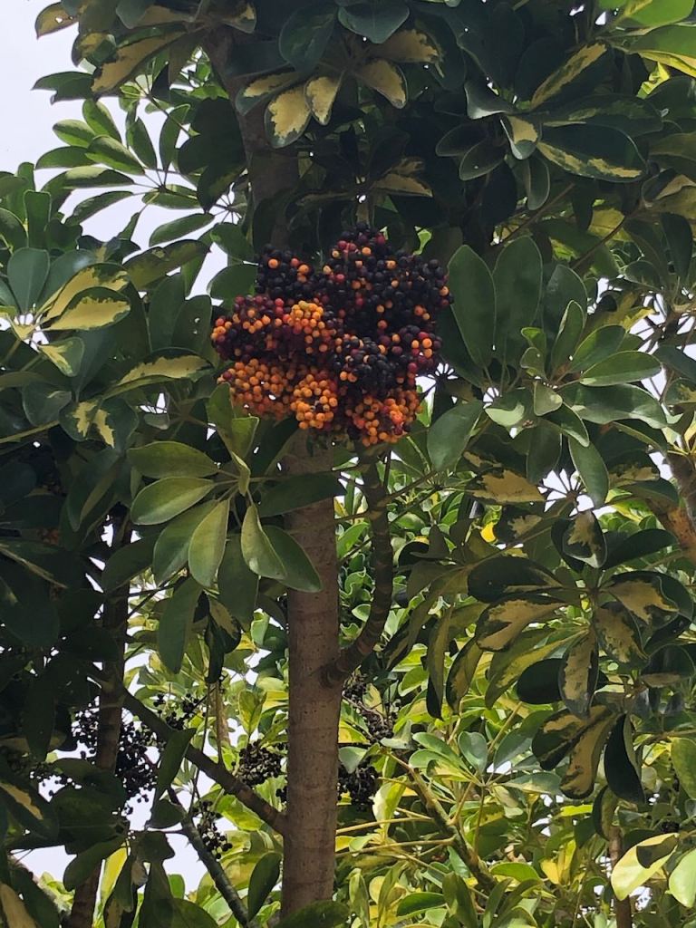 I don't know any song for this fruit, I don't even know what it is, but it looked pretty