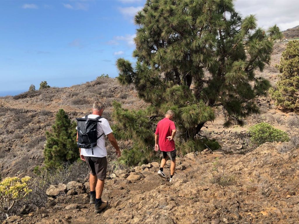 rural places with a lonely pine tree...