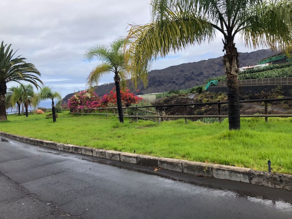 well the flora is happy about the unusual loads of rain