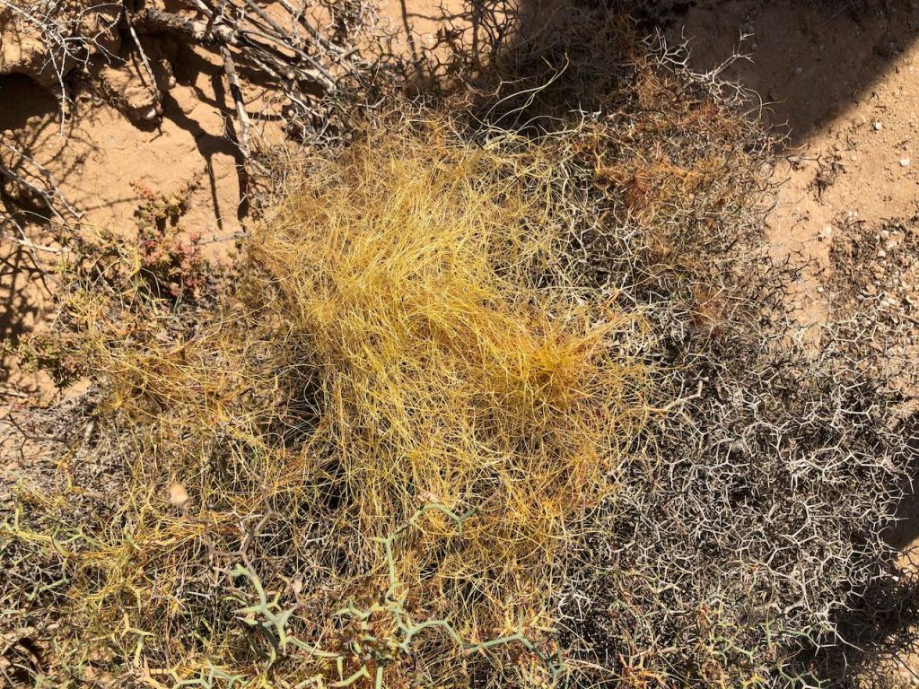 strange, hairy plant