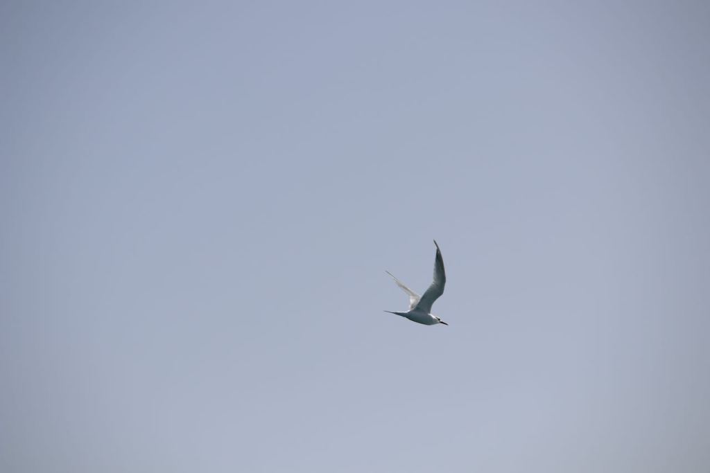 a typical bird of the canaries 