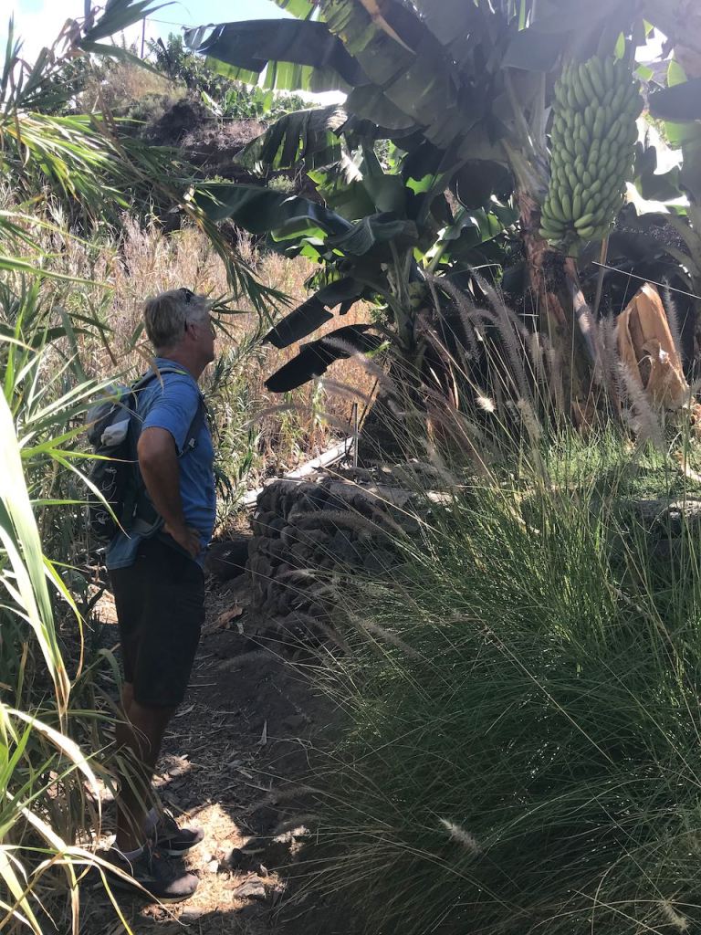 Some Banana trees spending shade ...