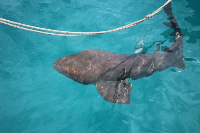 Nurse shark right behind Altimate being at anchor